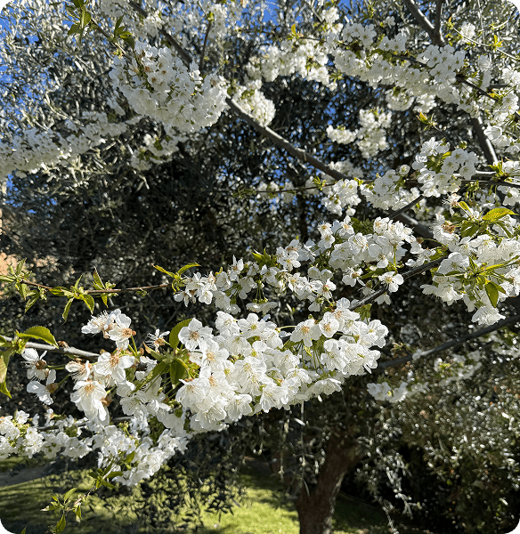 Giardino della villa